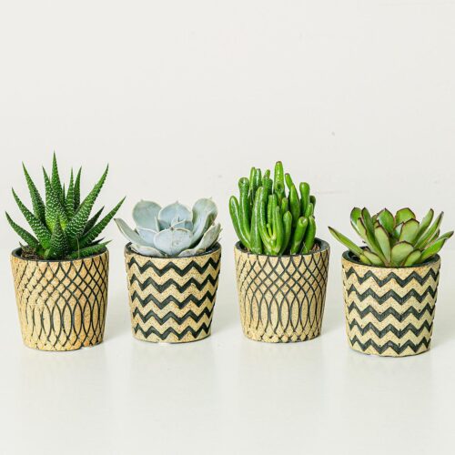666713ac0bab1214042162 Set 4 Piante Succulente
