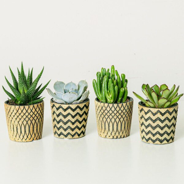 Set 4 Piante Succulente